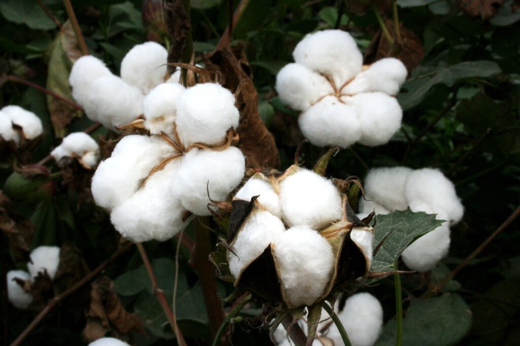 Best Cotton Farming Technology