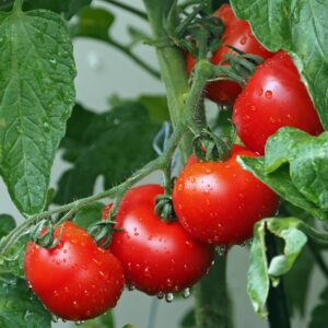 Organic Tomato